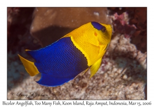 Bicolor Angelfish