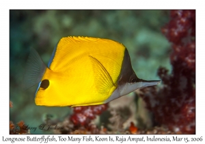 Longnose Butterflyfish