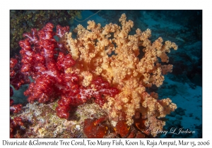 Divaricate & Glomerate Tree Coral