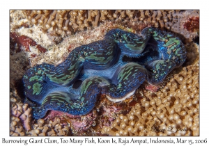 Burrowing Giant Clam