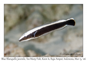 Blue Blanquillo juvenile