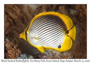 Black-backed Butterflyfish