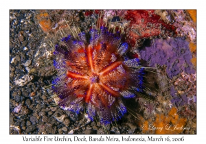 Variable Fire Urchin