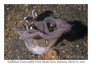 Saddleback Anemonefish