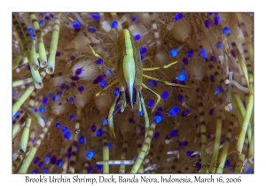 Brook's Urchin Shrimp