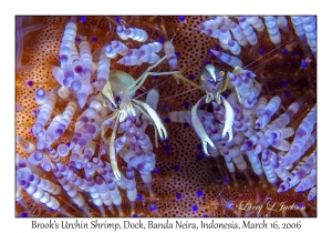 Brook's Urchin Shrimp