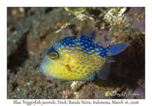 Blue Triggerfish juvenile