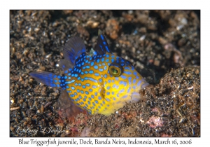 Blue Triggerfish juvenile