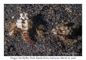 Dragon Sea Moth