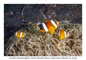 Clark's Anemonefish