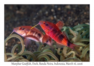 Manybar Goatfish