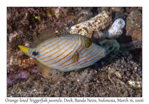 Orange-lined Triggerfish juvenile