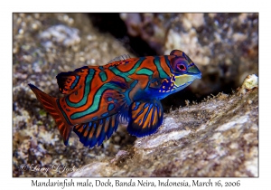Mandarinfish male