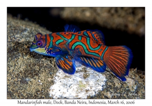 Mandarinfish male