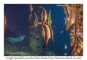 Longfin Spadefish juvenile
