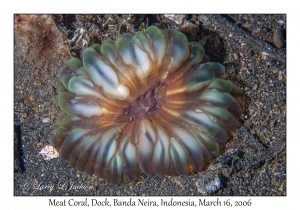 Meat Coral