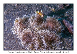 Beaded Sea Anemone