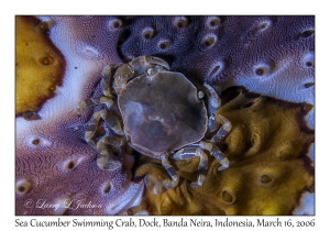 Sea Cucumber Swimming Crab