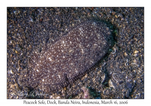 Peacock Sole