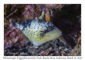 Yellowmargin Triggerfish juvenile