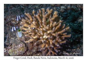 Finger Coral