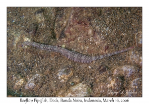 Reeftop Pipefish