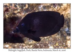 Midnight Angelfish