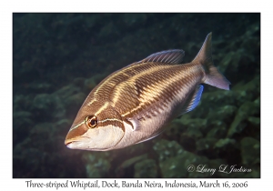 Three-striped Whiptail