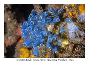 Tunicates