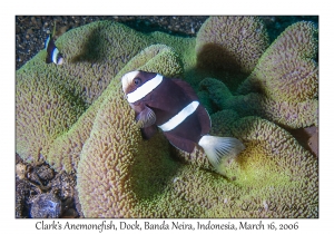 Clark's Anemonefish