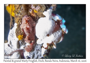 Painted & Warty Frogfish