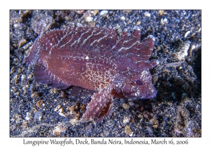 Longspine Waspfish