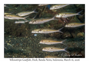 Yellowstripe Goatfish