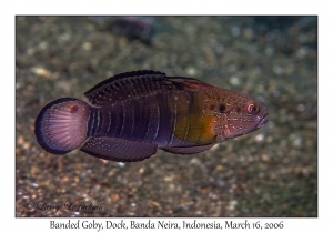 Banded Goby variation