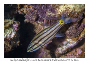 Toothy Cardinalfish