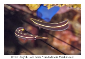 Urchin Clingfish