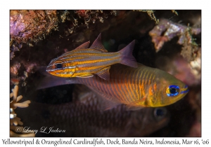 Yellowstriped & Orangelined Cardinalfish
