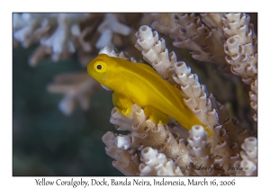 Yellow Coralgoby