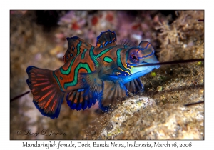Mandarinfish female