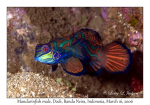 Mandarinfish male