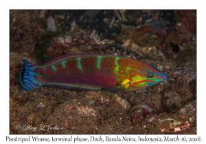 Pinstriped Wrasse