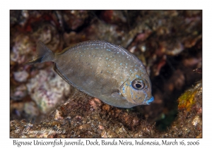 Bignose Unicornfish juvenile