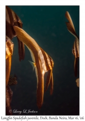 Longfin Spadefish juvenile