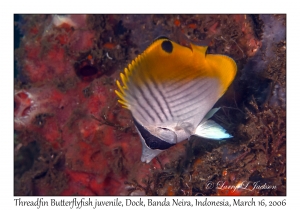 Threadfin Butterflyfish juvenile