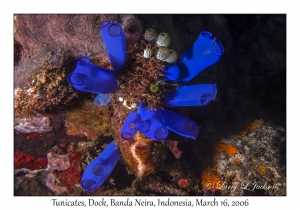 Tunicates