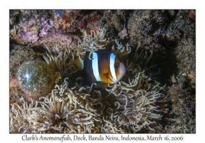 Clark's Anemonefish