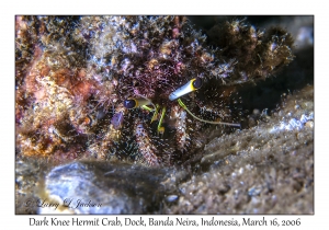 Dark Knee Hermit Crab