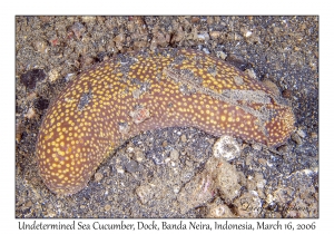 Undetermined Sea Cucumber