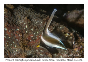 Pennant Bannerfish juvenile