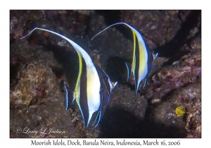 Moorish Idols